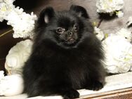 Pomeranian / Deutscher Zwergspitz, Hündin mit Ahnentafel - Bad Iburg