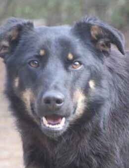Clyde - netter freundlicher Rüde - Lohmar
