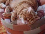 Exotic Shorthair Kater 3 Jahre - Naumburg (Saale) Janisroda