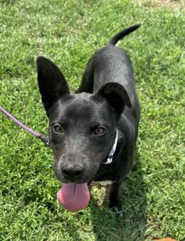 Zoe von kettenlos - Bollingstedt