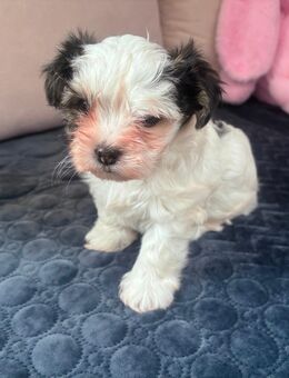 Süße Welpe Mischling zu verkaufen - Rehau