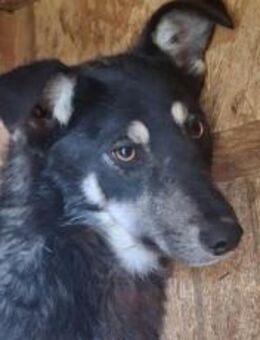 Gib Zitrone die Chance, aufzublühen - München