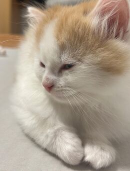 Süßer Kater Abzugeben - Ditzingen