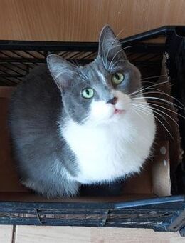 🐼 Zarte Panda sucht ihr Reich 🐾 - Eislingen (Fils)