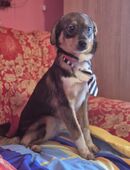 Kleiner Moritz sucht ein zu Hause in 54636