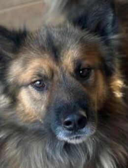 DANTE🩵flauschige, soziale Knutschkugel - Hamburg