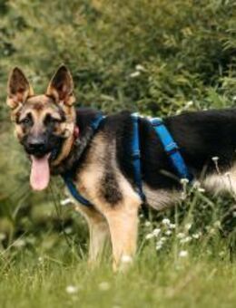 Verspielte Samantha sucht tolle Familie - Duisburg