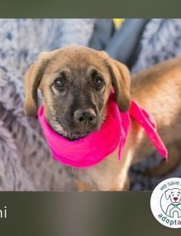 Emi: Hundekind sucht ein Zuhause - Kirchzell