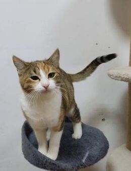 Zutrauliche verschmuste HANA sucht ♥️ - München