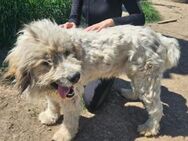 Bärchen: sein Name ist Programm - München