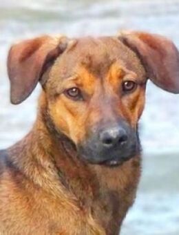 MALENA hat einen Wunsch - Gefrees