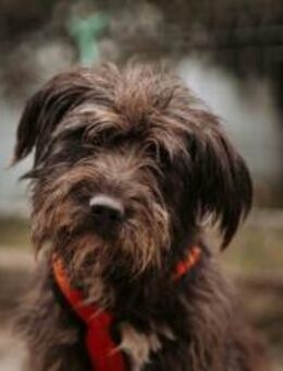 Wuschelbär Jonas - sanfter Rüde mit Herz - München