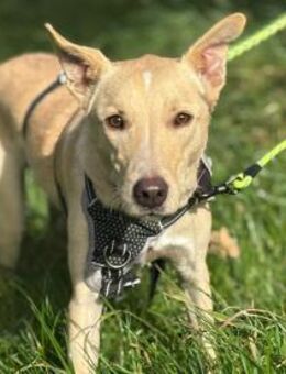 SMIORCHI - verspielter lieber Kerl - Velbert