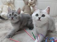 Kitten BKH - Bad Oldesloe