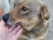Dori sucht ihr Zuhause für immer - Siggelkow
