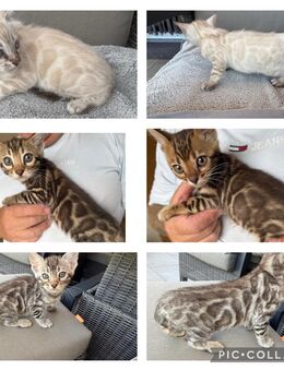 Exklusive Bengal Kitten mit Stammbaum - Dortmund