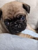 Mopswelpen/retromops m.Ahnentafel zu verk in 94486