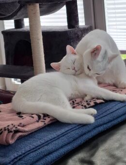Lilly und Fibi suchen ein Zuhause - Norddeich