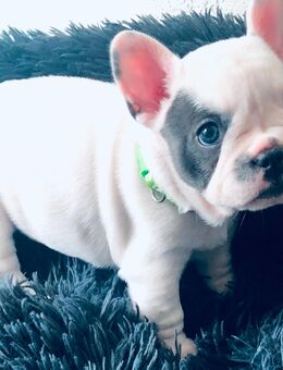 Welpen Französische Bulldogge Hündin Pied Blue - Neukirch (Lausitz)