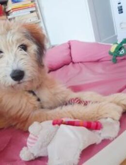 Polly ❤️ in 87459 Pfronten, Allgäu - Wettenberg