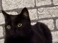 3-jährige BKH-Mix-Katze in liebevolle Hände abzugeben - Nordhorn