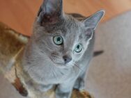 Reinrassige Russisch Blau Kitten mit Stammbaum (Abgabebereit) - Osnabrück