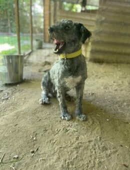 Bubbles LM Schüchterner Schatz - Neustadt (Rübenberge)