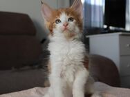 Reinrassige Maine Coon Kitten mit Stammbaum - Grassau