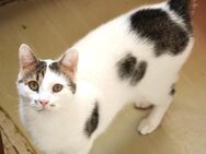 🆘 🐾 Sanfter Kater Albiuta 🆘 - Eislingen (Fils)