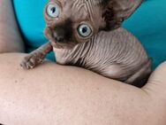 Canadian sphynx Mädchen - Bielefeld Schildesche