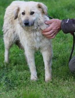 Dalida - zutrauliche Familienhündin - Lohra