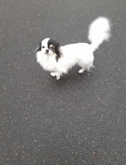 3 jähriges Chihuahua Mädchen - Seeheim-Jugenheim