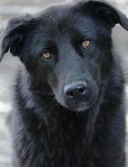 Ringo ist ein lieber, sanfter Kerl! - Karben