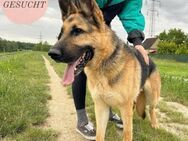 CEZAR sucht sein forever home ❤️ - Saarbrücken