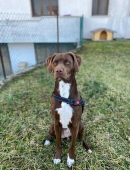 Teo 💙💙💙 lieber Bub auf Kuschelkurs - Herxheim (Landau)