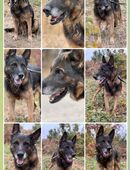 Senior Ray sucht dringend eine liebevolle Familie in 53560