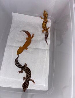 3 Leopardengeckos + Terrarium & Zubehör - Kaufungen