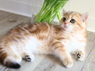 Reinrassige BKH Katze ny22 black golden tabby mit Stammbaum - Hof