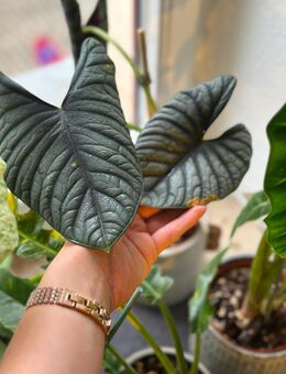Alocasia Nebula Babypflanze - Dresden