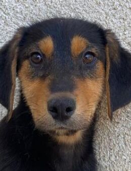 Rockie, geb. ca. 07/2025, GRIECHENLAND - Euskirchen