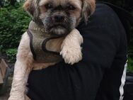 reinrassiger Shih Tzu Deckrüde gesucht - Duisburg