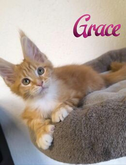 Traumhafte und Typvolle Maine Coon Kitten mit Stammbaum - Lampertheim