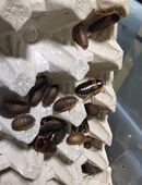 Argentische Waldschaben in 38518