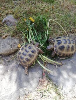 0,1 Vierzehenschildkröte ( Testudo horsfieldii ) aus 2019 - Rathenow