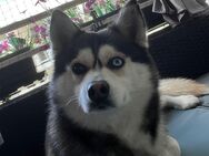 Pomsky F2 ( Zwergspitz/Pomeranian - Husky) - Dortmund Westerfilde