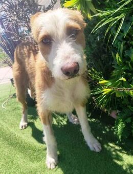 Finnley konnte der Hölle entkommen - Laatzen