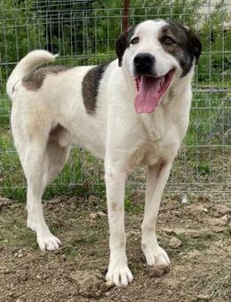 🐾✨Traumhund Denver✨🐾 - Eislingen (Fils)