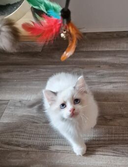 Reinrassige Ragdoll Kitten suchen ab sofort ein Zuhause - Obertraubling
