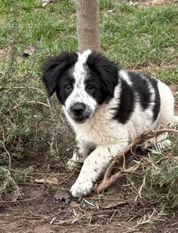 Fritz,Tornjakmix sucht passendes Zuhause - Linden (Hessen)