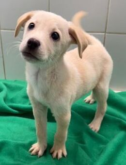 GLEN - sozial, verspielt, sanft - Velbert